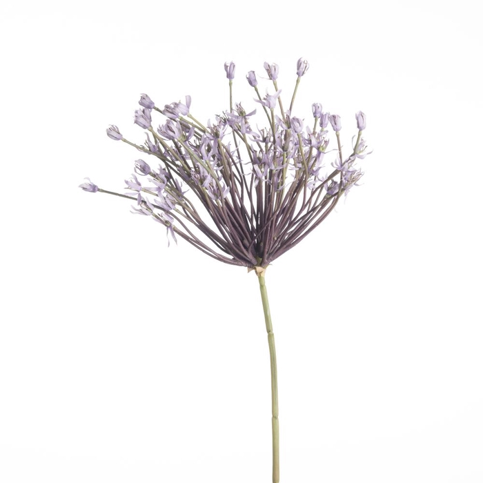 <h4>Af Allium Schubert L120 Laven</h4>