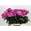 Dahlia Annamarie