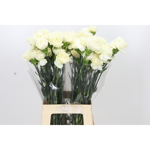 Dianthus St Rodas Creme