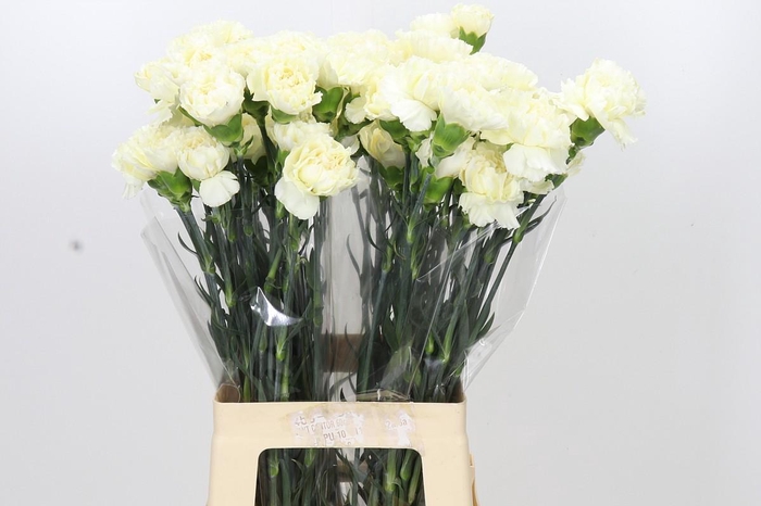 <h4>Dianthus St Rodas Creme</h4>