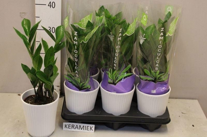 <h4>ZAMIO ZAMIIFOLIA</h4>