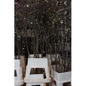 Chaenomeles Jap Salmon Pink 200 220cm