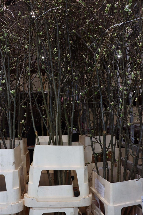 <h4>Chaenomeles Jap Salmon Pink 200 220cm</h4>