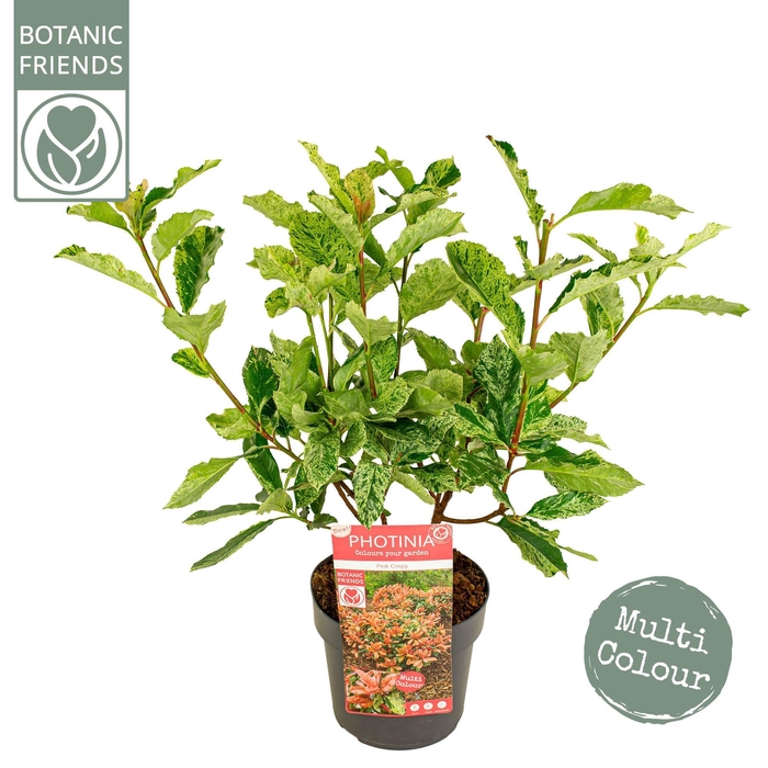 <h4>Photinia ser. 'Pink Crispy' ®</h4>
