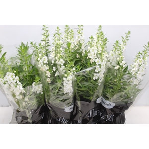 ANGELONIA P14 VARIADO
