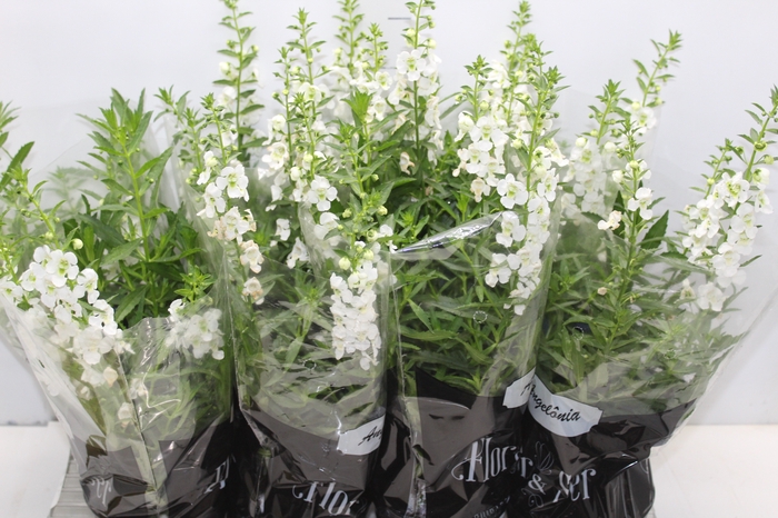 <h4>ANGELONIA P14 VARIADO</h4>