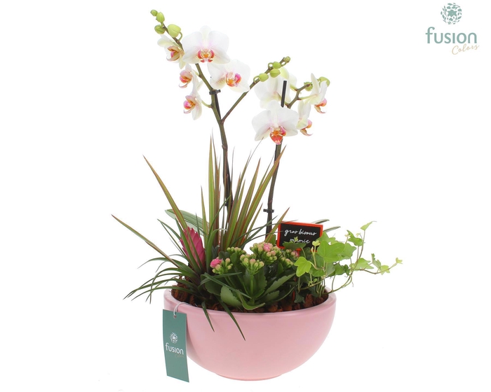 <h4>Moonschaal Love soft pink Large FC22.0703</h4>