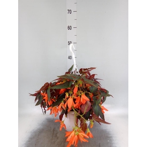 BEGONIA BOLIV. 'BONAPARTE ORANGE' B