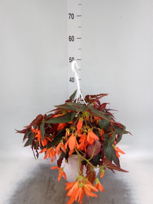 <h4>BEGONIA BOLIV. 'BONAPARTE ORANGE' B</h4>