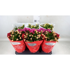 Schlumbergera   ...mix 3