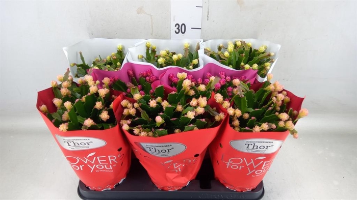 <h4>Schlumbergera ...mix 3</h4>
