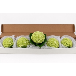 Hydr M Green Lemon In Box X12