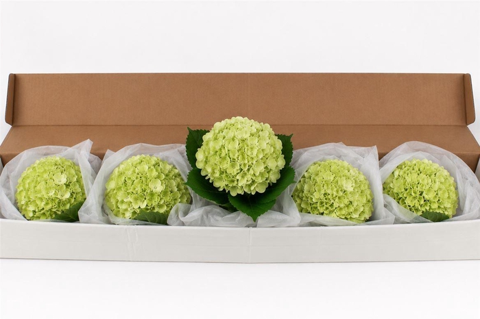 <h4>Hydr M Green Lemon In Box X12</h4>