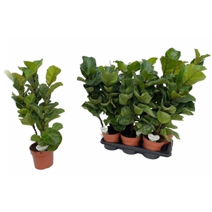 FICUS LYRATA BAMBINO