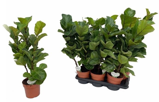 <h4>FICUS LYRATA BAMBINO</h4>