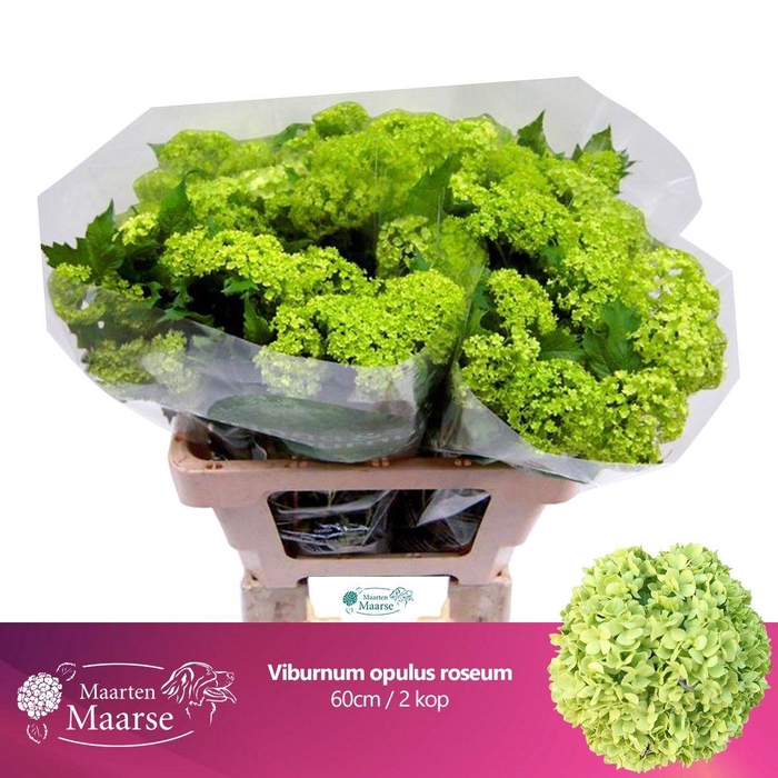 <h4>VIBURNUM ROSEUM ST</h4>