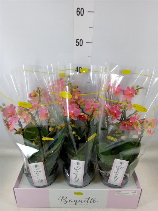 <h4>Phalaenopsis multi.   ...orange</h4>