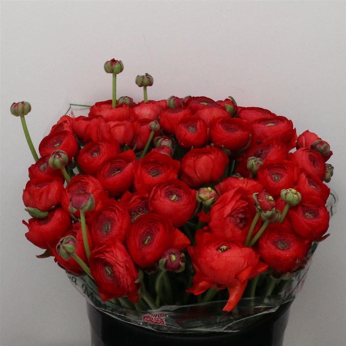 <h4>Ran Su Sr Red 311 Super</h4>