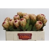 Protea Grandicolor