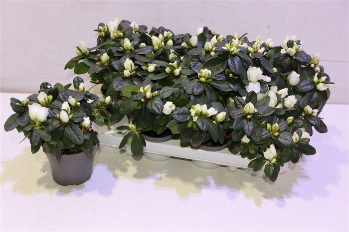 <h4>Rhodo Si Mini White</h4>
