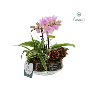 Green Bottle Iris Small met Kerst LED arrangement