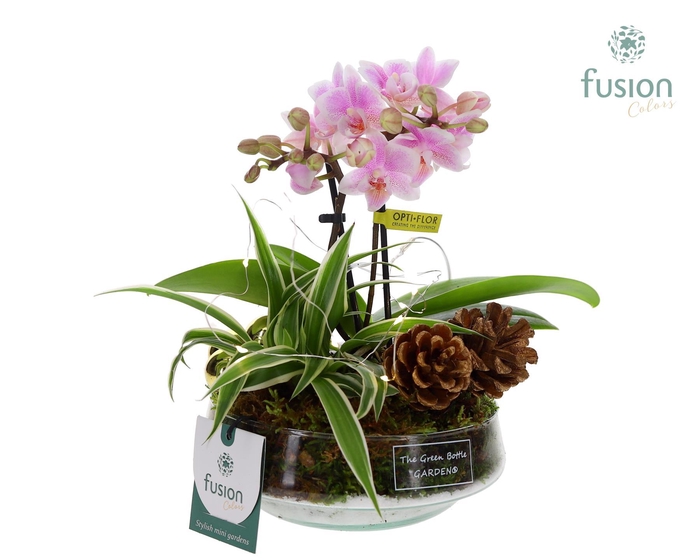 <h4>Green Bottle Iris Small met Kerst LED arrangement</h4>