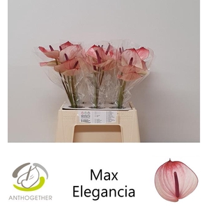 ANTH A MAX ELEGAN 30 Water