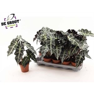 Alocasia Polly 12Ø 35cm