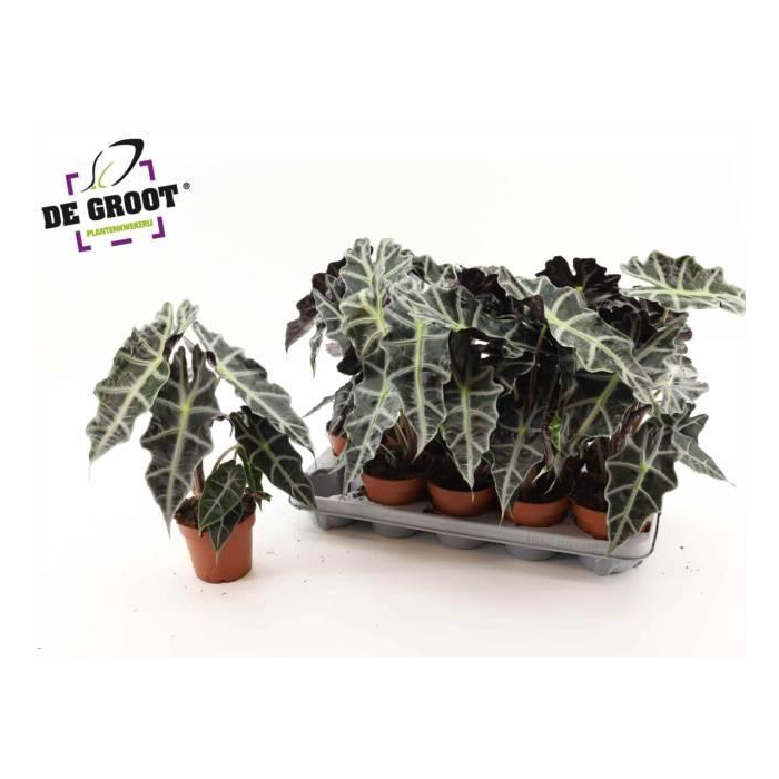 <h4>Alocasia Polly 12Ø 35cm</h4>