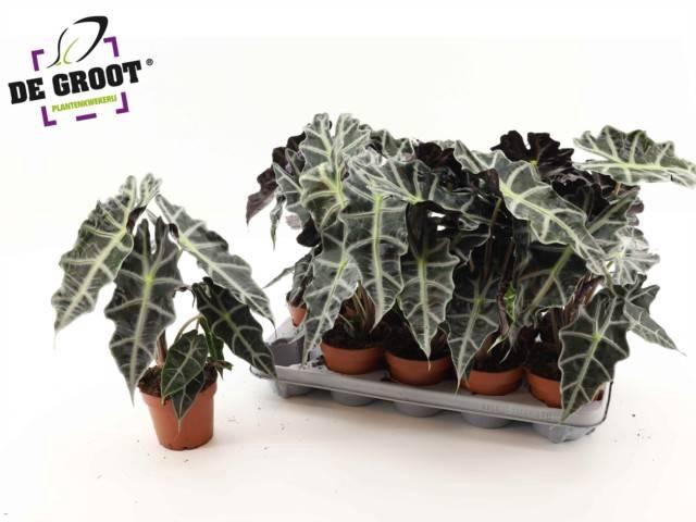 Alocasia Polly 12Ø 35cm