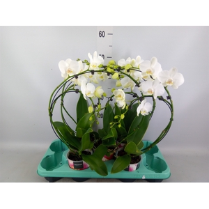 Phalaenopsis   ...