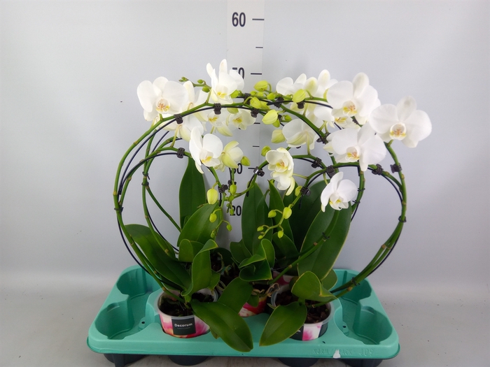 <h4>Phalaenopsis   ...</h4>