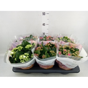 Kalanchoe blos. 'RoyalDon'   ..mix