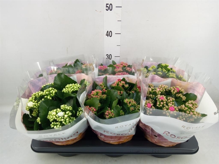 <h4>Kalanchoe blos. 'RoyalDon' ..mix</h4>