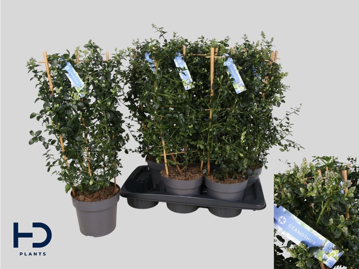 <h4>CEAN TH REPENS</h4>