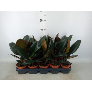 Ficus elastica 'Abidjan'