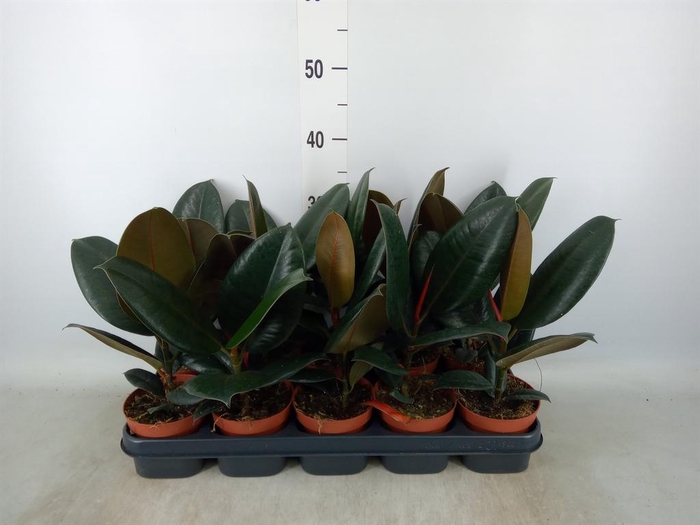 <h4>Ficus elastica 'Abidjan'</h4>