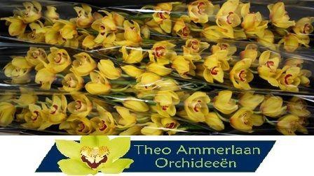 <h4>Rijsenhout 80</h4>