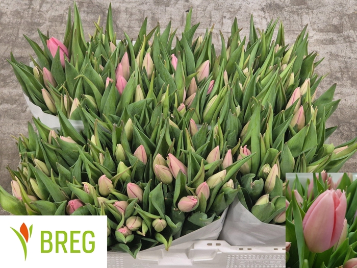 <h4>TU EN BIG LOVE</h4>