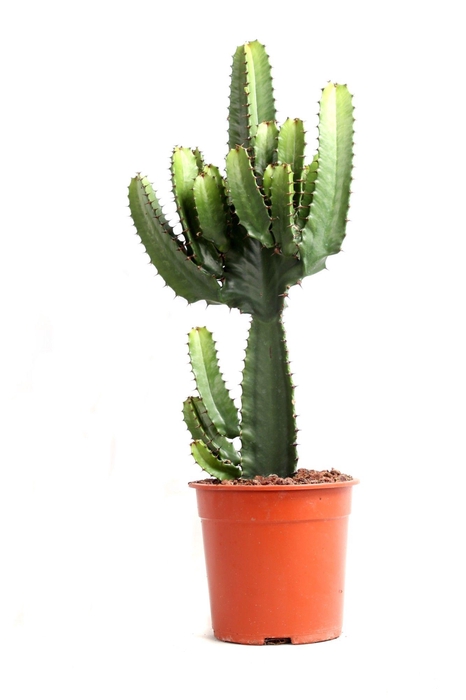 <h4>Euphorbia acruensis canarias 21 cm</h4>