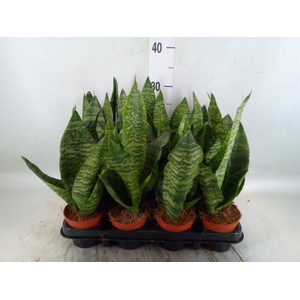 Sansevieria zeylanica