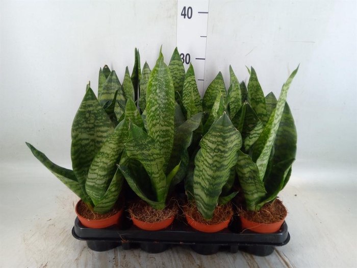 Sansevieria zeylanica