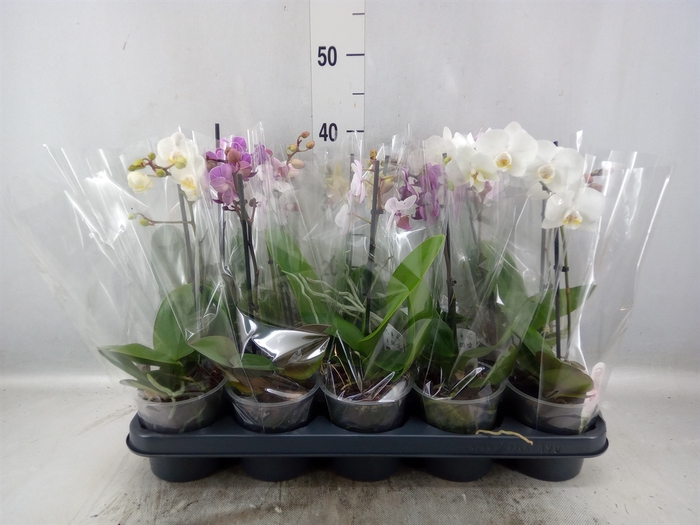 Phalaenopsis multi.   ...mix  4