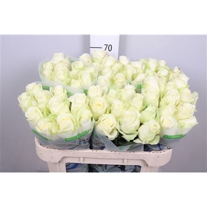 Rosa GR 'Snowstorm'