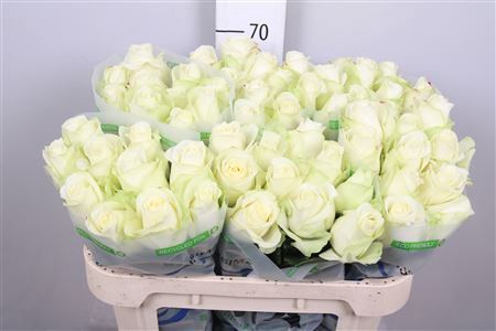 <h4>Rosa GR 'Snowstorm'</h4>
