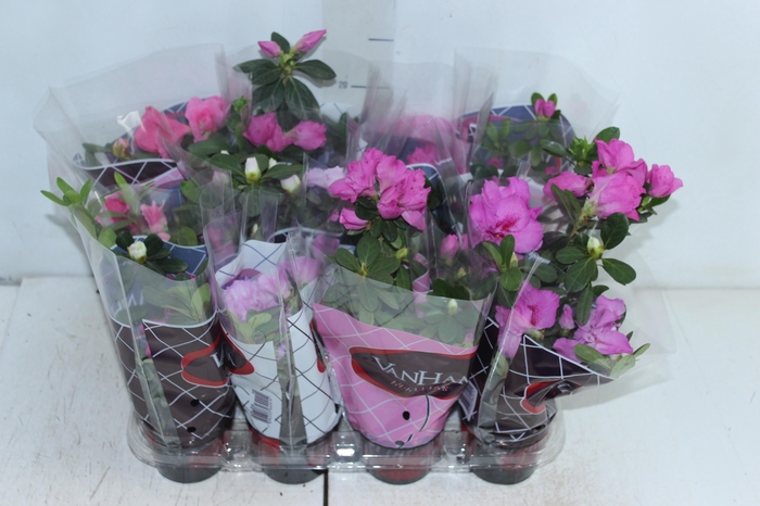 <h4>AZALEIA P09</h4>