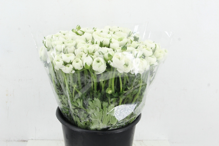 <h4>RAN ELEGANCE WHITE</h4>