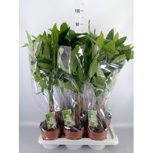 Pachira aquatica