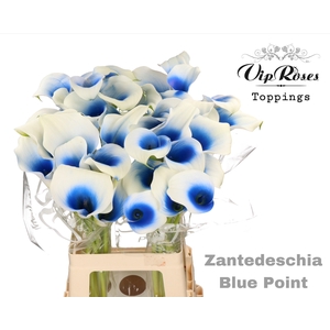 Zant Blue Point