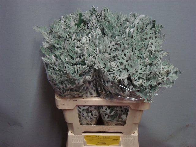 <h4>JACOBAEA MARITIMA</h4>